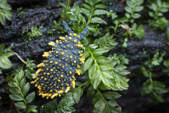 Holacanthella paucispinosa