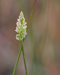 Polygala setacea