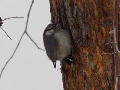 Sitta europaea asiatica