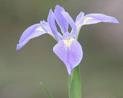 Iris savannarum