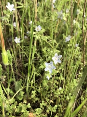 Nemophila menziesii integrifolia