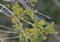 Fraxinus caroliniana