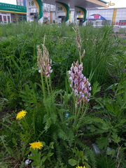 Oxytropis myriophylla