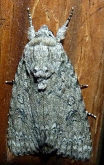 Acronicta impleta