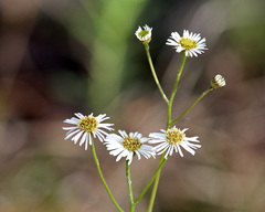 Erigeron vernus