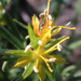 Vahlia capensis - Photo Δεν διατηρούνται δικαιώματα, uploaded by Botswanabugs