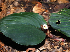 Boesenbergia orbiculata