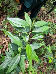 Cocculus laurifolius
