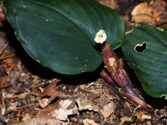 Boesenbergia orbiculata