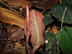 Boesenbergia orbiculata