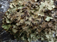 Pseudocyphellaria corbettii
