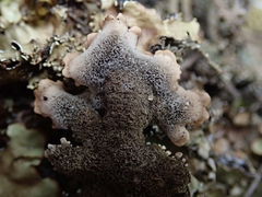 Pseudocyphellaria corbettii