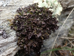 Pseudocyphellaria corbettii
