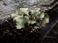 Pseudocyphellaria corbettii