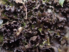 Pseudocyphellaria corbettii