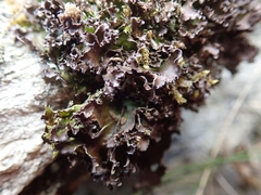 Pseudocyphellaria corbettii