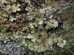 Pseudocyphellaria corbettii