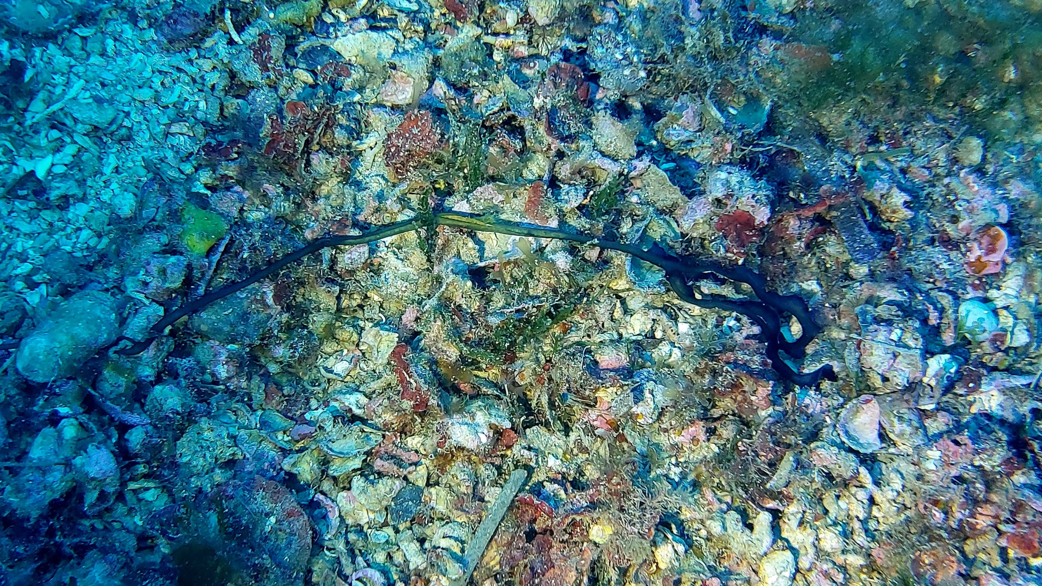 Bonellia viridis Rolando, 1822