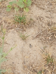 Graphipterus minutus