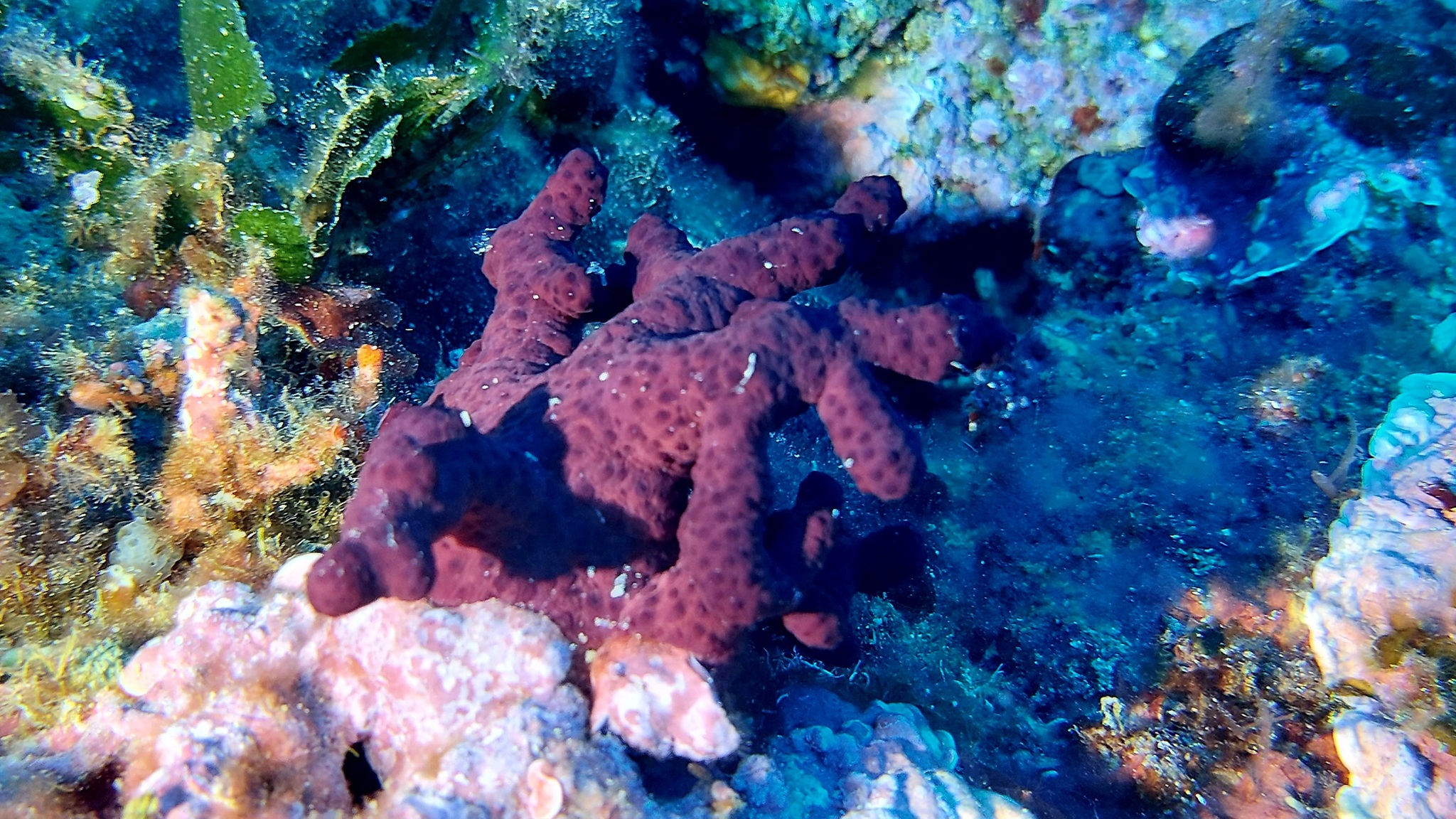 Alcyonium acaule Marion, 1878