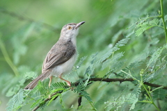 Prinia inornata