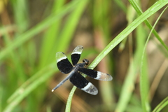 Neurothemis tullia