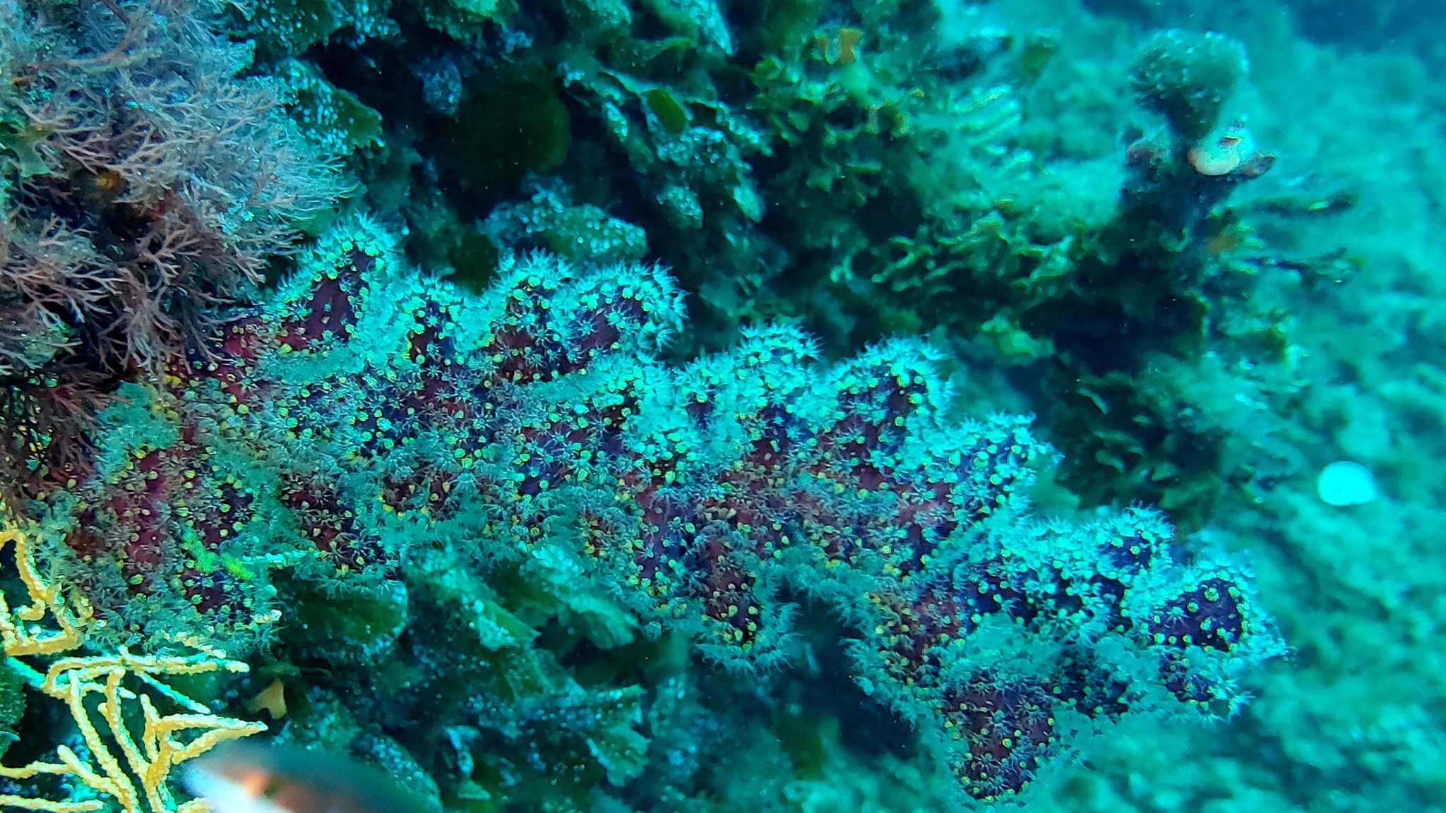 Alcyonium coralloides (Pallas, 1766)