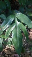 Tectaria harlandii