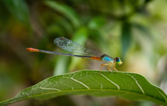 Ceriagrion cerinorubellum