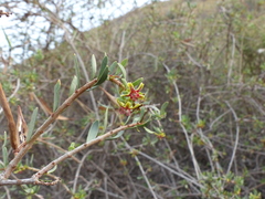 Periploca laevigata angustifolia