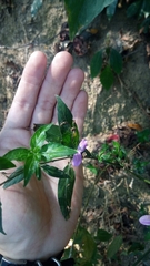 Hypoestes cumingiana