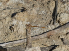 Onychogomphus costae