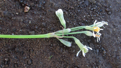 Tulbaghia leucantha