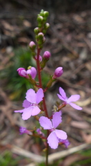 Stylidium productum
