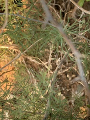 Asparagus aspergillus