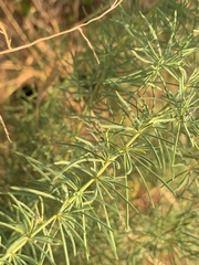 Asparagus aspergillus