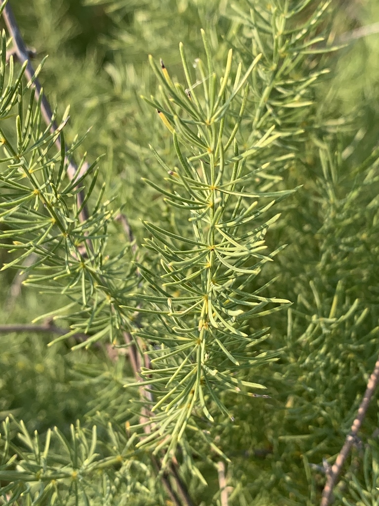 Asparagus fern