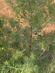 Asparagus aspergillus