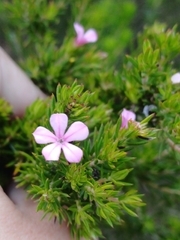 Acmadenia obtusata, photograph (c) Martjie Fia Fourie, some rights reserved (CC BY)