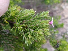 Acmadenia obtusata, photograph (c) Martjie Fia Fourie, some rights reserved (CC BY)