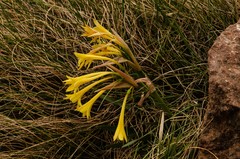 Cyrtanthus flanaganii