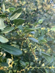 Bridelia cathartica melanthesoides