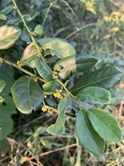 Bridelia cathartica melanthesoides