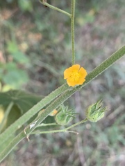 Abutilon ramosum