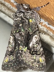 Behrensia conchiformis