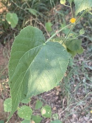 Abutilon ramosum