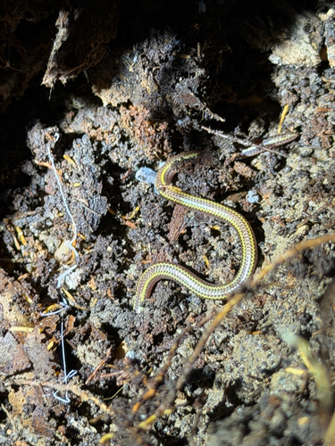 Two-lined Blind Snake