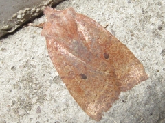 Conistra albipuncta