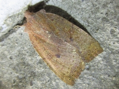 Conistra albipuncta
