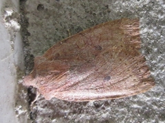Conistra albipuncta